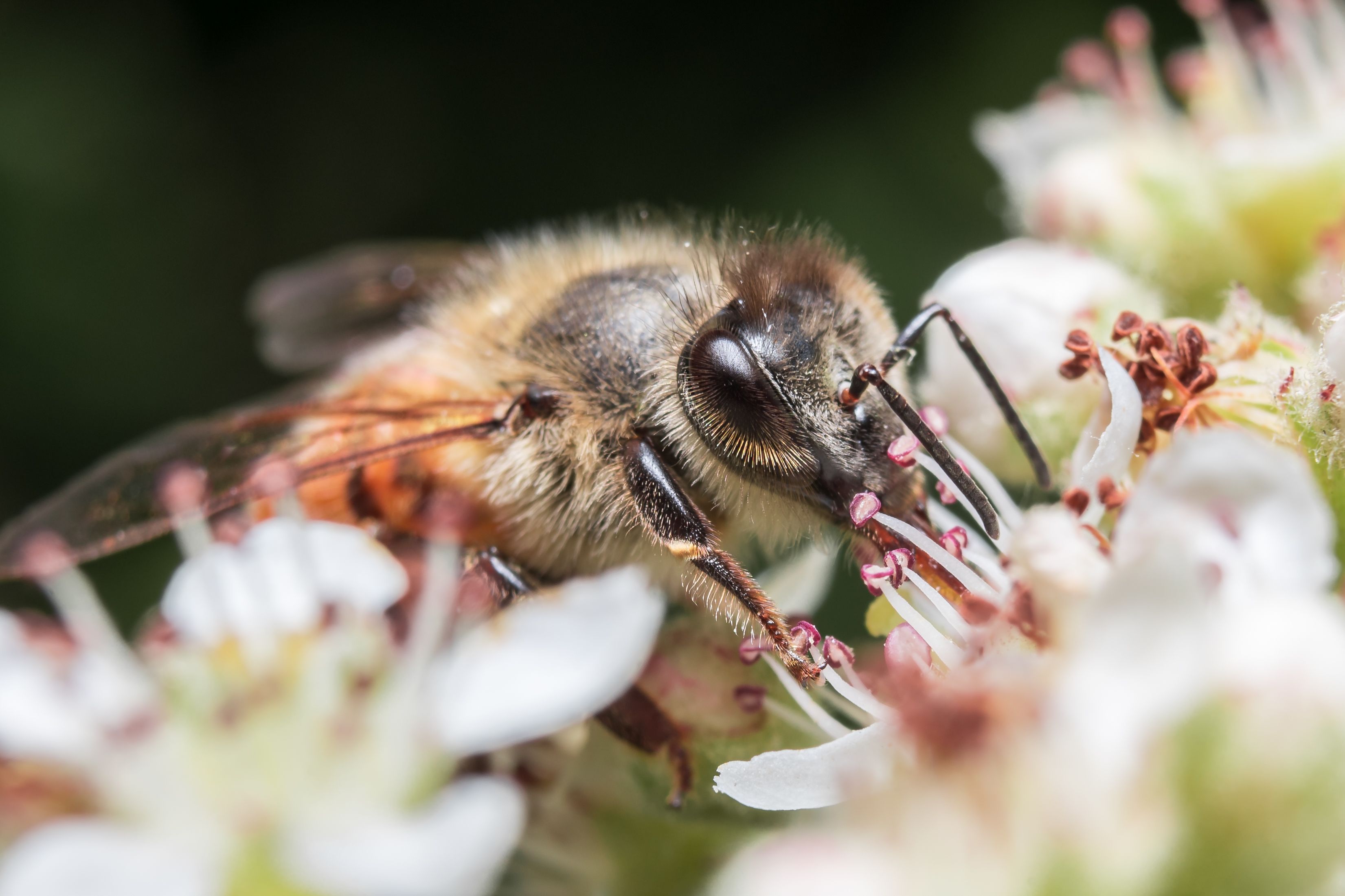 Abeja en flores silvestres en un entorno de biodiversidad