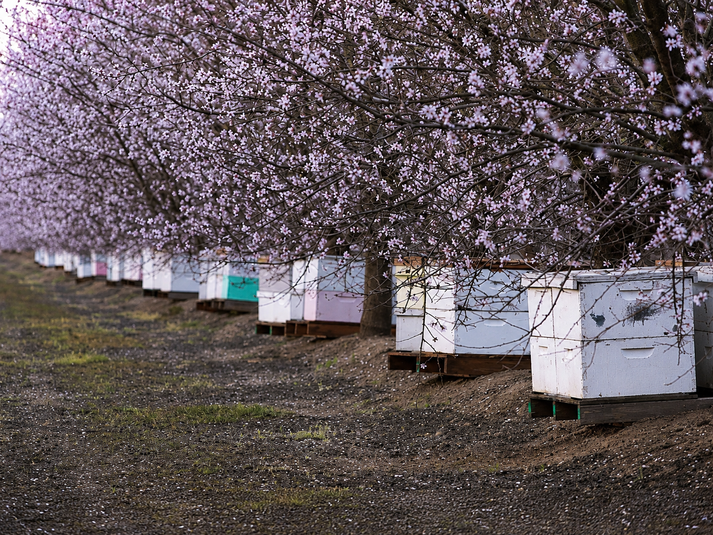Abeja trabajando sobre flores de un cultivo en floración