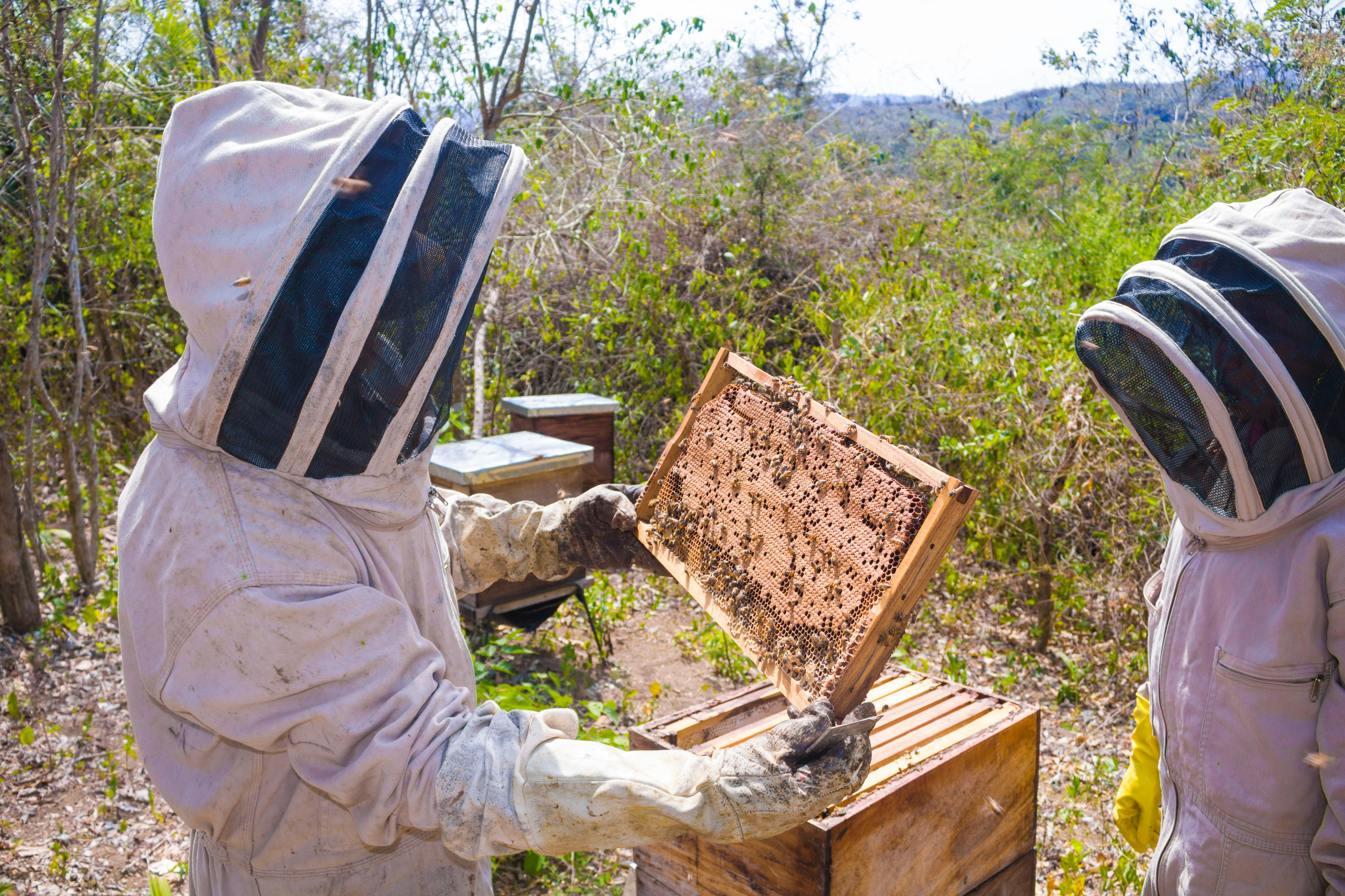 Apicultor trabajando con colmenas en campo