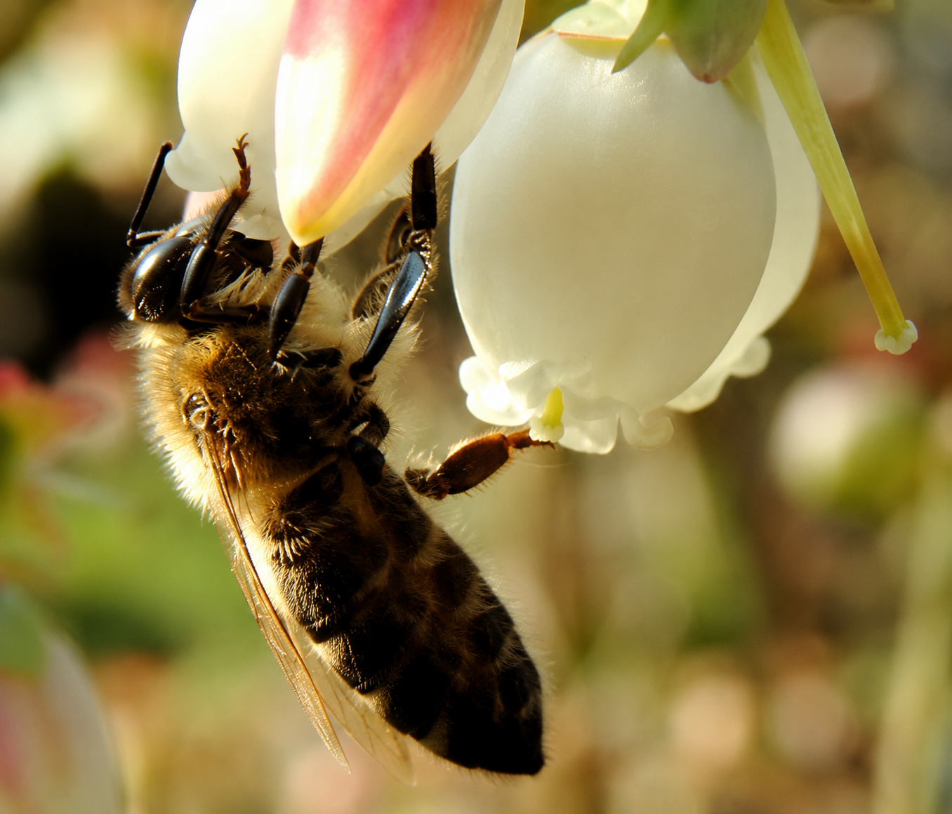 Arándanos en planta en producción